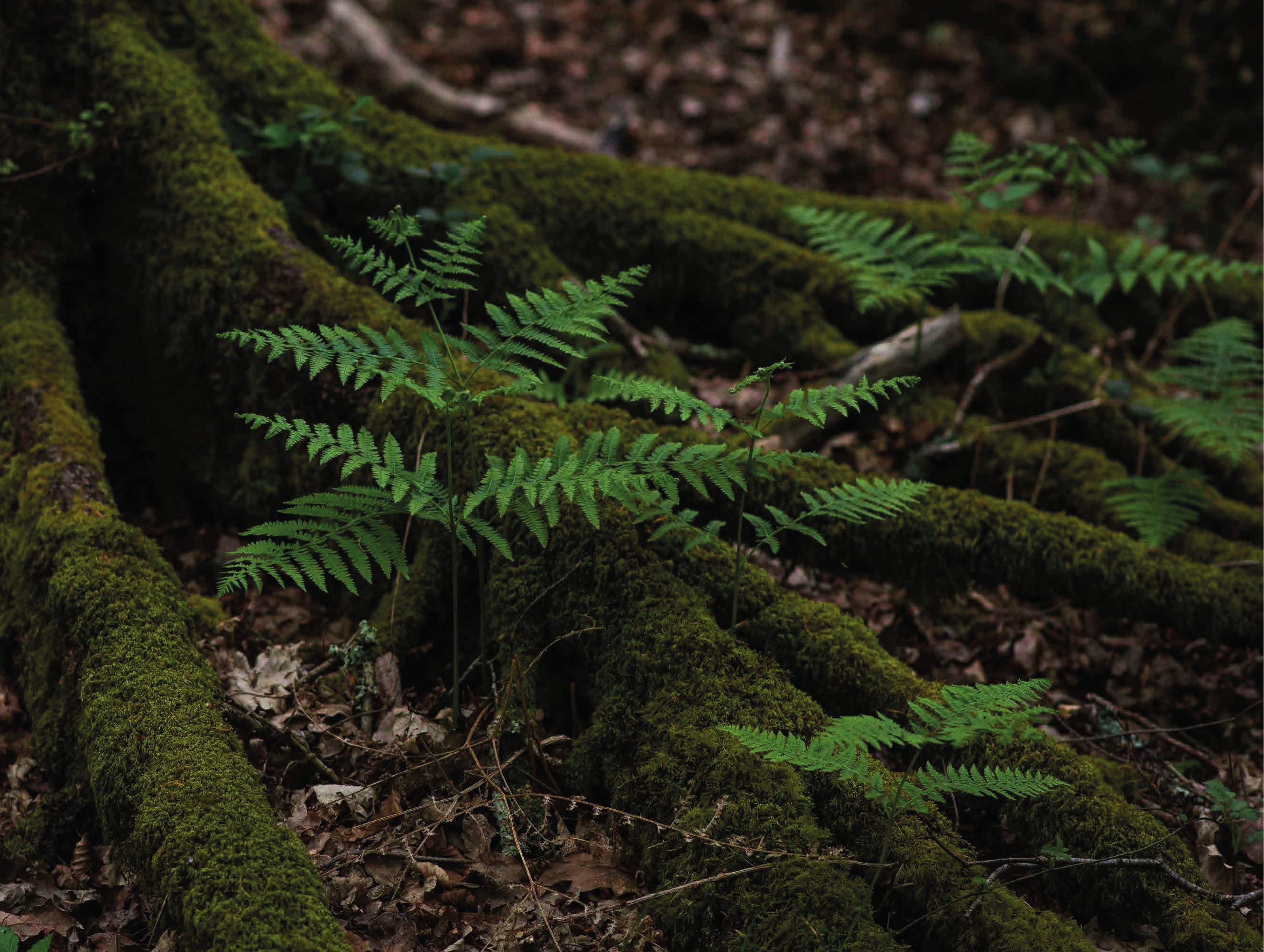 Farnwedel in einer moosbewachsenen Waldlandschaft